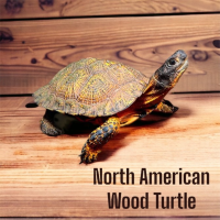 Comprehensive Care & Feeding: North American Wood Turtle Care: Glyptemys insculpta