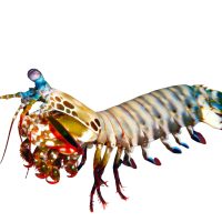 Mantis Shrimp As Marine Pets in Thick Acrylic Tanks