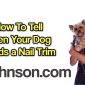 How to Tell When Your Dog Needs a Nail Trim?